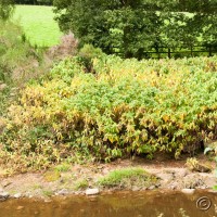 Himalayan knotweed